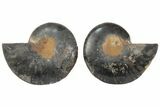 Bargain, Cut/Polished Ammonite Fossil - Black Color #165663-1